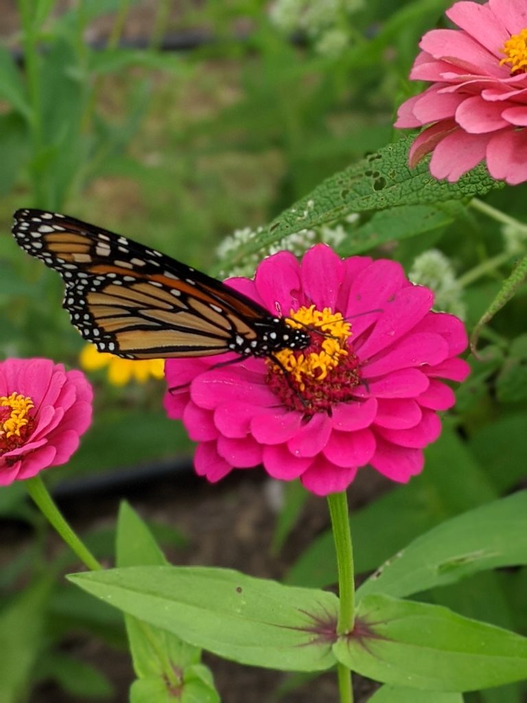 A monarch sits on a zinnia.